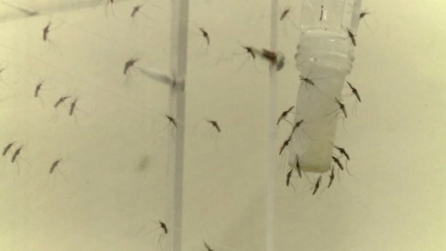 Kaplan sivrisineği Fransa'nın güneyini istila etti